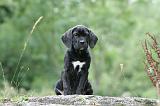 CANE CORSO 1130